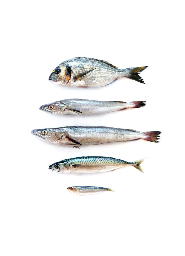 Почему детям так важно есть рыбу? Почему детям так важно есть рыбу?